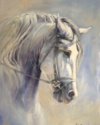 Gray Andalusian